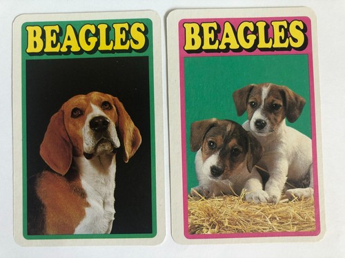 Beagles english hunt dogs - english,