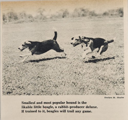 1958 magazine photo most - magazine,