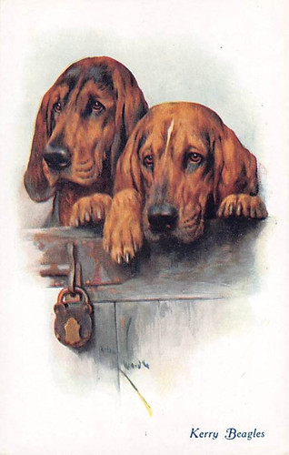 Dogs kerry beagle breed - 2,
