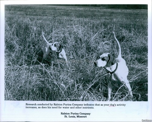 Pair beagles a - pair, of